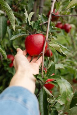 Bir insan taze meyvelerle dolu canlı bir meyve bahçesindeki daldan parlak bir elma koparmak için elini uzatır..