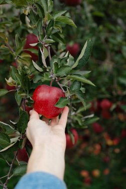 Bir el meyve bahçesindeki bir ağacın yemyeşil yapraklarından sarkan olgun kırmızı bir elmaya uzanır..