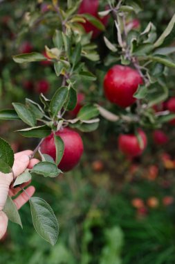 Sıcak yaz aylarında, canlı yeşilliklerle çevrili bir ağaçta, tombul kırmızı elmalara uzanan bir el..