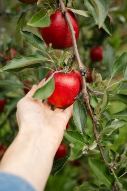 Bir el, elma toplama mevsiminde meyve bahçesindeki yemyeşil yaprakların arasında parlak kırmızı bir elmaya uzanır..