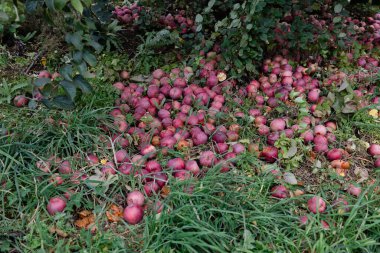 Olgun elmalar, sonbahar hasadının cömertliğini göstermek için ağaçların altındaki toprağı kirletir..