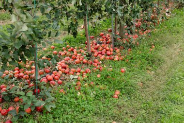 Olgun elmalar bir meyve bahçesinde çimlere saçılmış, zirve hasat mevsiminde toplanmaya hazır..