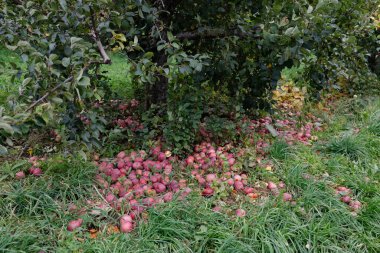 Sonbahar yaprakları düşmeye başlarken olgun elmalar meyve bahçesindeki bir ağacın altındaki zemini kaplıyor..