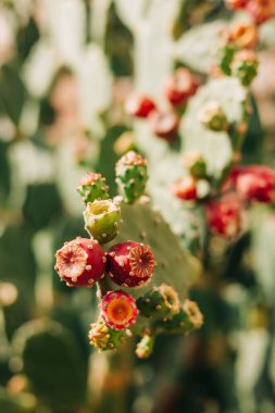 Armut dikenli kaktüs, bereketli kırmızı ve sarı meyveler sergiliyor..