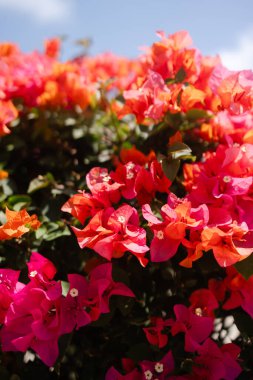 Parlak renkli bougainvillea çiçekleri açık mavi bir gökyüzünün altında canlı renklerini sergiliyor..