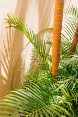 Bereketli yeşil palmiyeler ve ahşap gövdeler kapalı alanda güneşli bir duvara, tropikal ortamı aydınlatan karmaşık gölgeler bırakırlar..