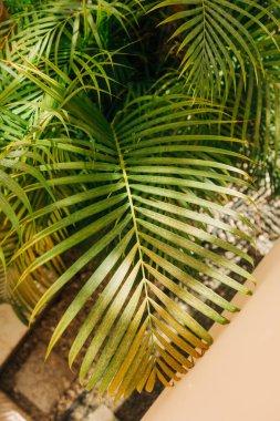 Güneş ışığı, sakin bir bahçedeki palmiye yapraklarının arasından akar. Doğanın güzelliğini ve öğleden sonraki sükunetini ön plana çıkarır..