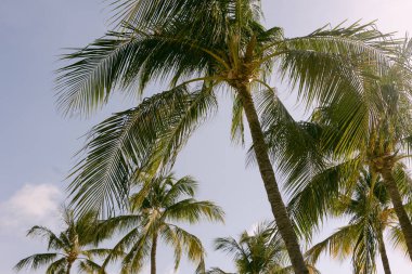 Uzun palmiye ağaçları ılık güneşin altında yavaşça sallanarak tropik bir ortamda sakin bir atmosfer yaratırlar..