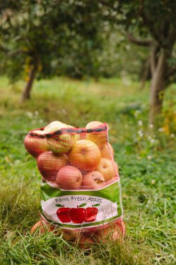 Taze toplanmış elmalarla dolu bir ağ torbası güneşli bir meyve bahçesinin çimlerinde dinleniyor..