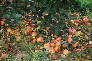 Olgun elmalar, sonbahar hasadının bolluğunu gösteren elma ağacının altındaki çimenleri kirletir..