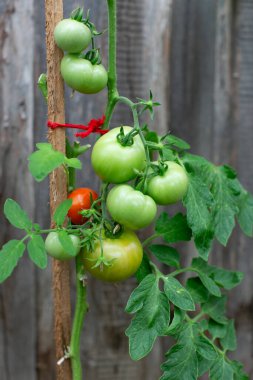 Değişik olgunlukta domatesler bir kazığa bağlanmış, canlı yeşil ve yumuşak güneş ışığı altında olgun kırmızı bir meyve sergileniyor..
