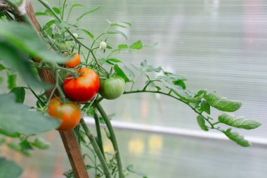 Olgunluğun çeşitli aşamalarındaki canlı domatesler güneş ışığıyla aydınlatılan bir seranın içindeki sarmaşıkta gelişir..