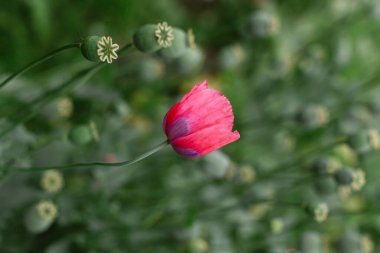 Canlı pembe taç yaprakları zarifçe açılır yeşil kapsüller ise yeşil çiçeklerle dolu sakin bir bahçede çevrelenir..