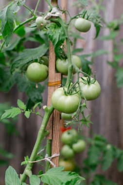 Bahçe bitkilerinde kazıkta yeşil domatesler bulunur, sıcak hava koşullarında bir yerleşim bölgesinde güneş ışığı altında gelişir..