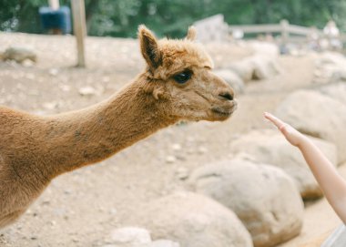 Bir lama boynunu uzatır ve ziyaretçi onu taşlarla dolu bir doğa ortamında okşamak için uzanır..