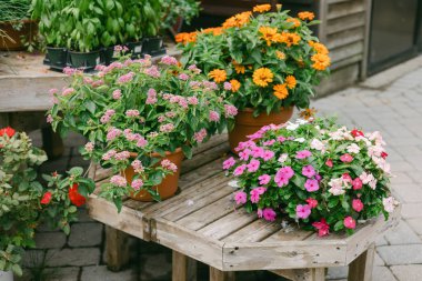 Çeşitli çiçeklerle dolu parlak renkli saksılar bir bahçedeki ahşap bir masada düzenlenir..
