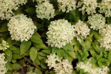 Canlı beyaz ortanca kümeleri baharın güzelliğini ve bolluğunu gözler önüne sererek bir bahçede gelişir..