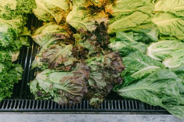 Kıtır yeşil ve kırmızı marul yaprakları alışverişçileri markette sağlıklı yemek seçeneklerini seçmeye davet eder..