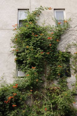 Yükselen sarmaşıklar, güneşli gökyüzünün altında soluk gri bir binanın dış cephesini saran çarpıcı kırmızı çiçeklerle bezenmiş..