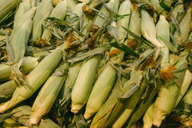 Yeşil kabuğa sarılmış mısırın altın kulakları marketi dolduruyor ve müşterileri taze ürünleri evlerine götürmeye davet ediyor..