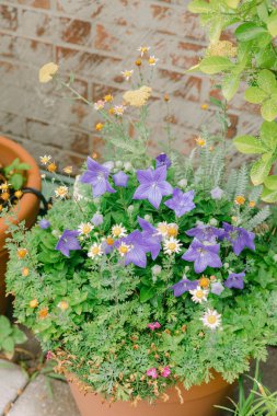 Bir terasotta saksısında güzel çiçek çeşitleri, bir bahçede yemyeşil çiçekler sergileniyor..