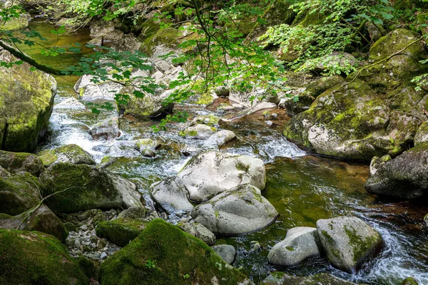 Divoký Potok Protéká Bavorským Lesem Prořezává Skalnatým Terénem Poskytuje Prosperující — Stock fotografie