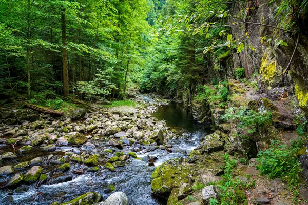 Riacho Selvagem Corre Pela Floresta Baviera Cavando Seu Caminho Através — Fotografia de Stock