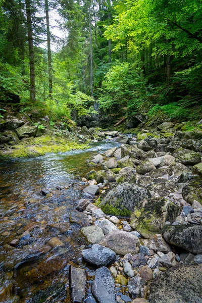 Дикий Поток Течет Баварскому Лесу Пробиваясь Через Скалистую Местность Обеспечивая — стоковое фото