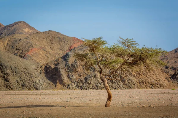 Zielona Akacja Drzewo Pustyni Sahara Egipcie — Zdjęcie stockowe