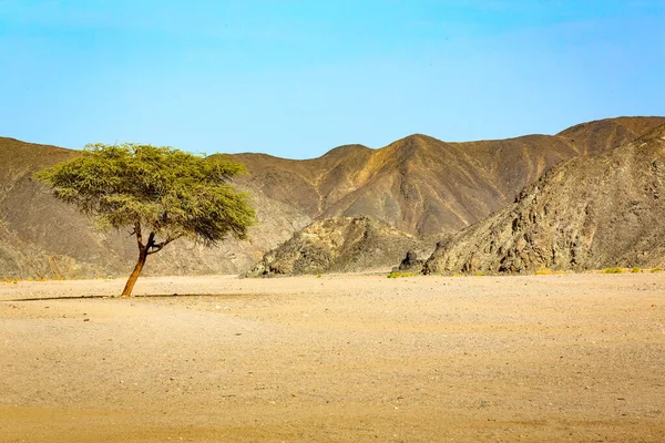 Green Acacia Tree Desert Sahara Egypt — Stock Photo, Image