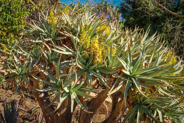 Aloidendron Dichotomum Aloe Dichotoma Quiver Tree Kokerboom Flower Pueblos Indígenas —  Fotos de Stock