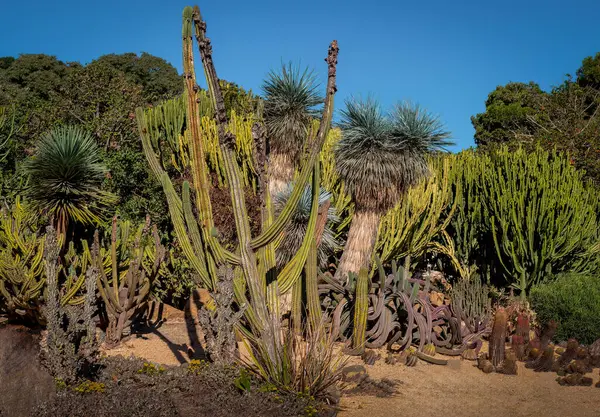 İspanya, Benalmadena 'da bir parkta kaktüs.