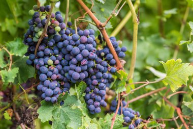 Üzüm bağında toplanmaya hazır yeşil yapraklı kırmızı üzümler.