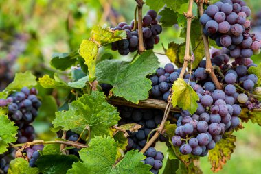 Üzüm bağında toplanmaya hazır yeşil yapraklı kırmızı üzümler.