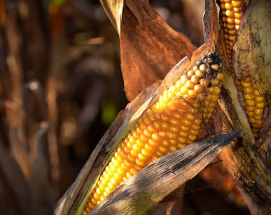 Hasattan hemen önce, bir tarlada olgunlaşmış sarı mısır koçanları.
