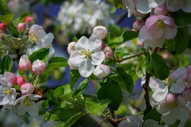 Bahçede ve arka planda çiçek açan elma ağacı. Pembe tomurcuklar ve beyaz çiçeklerle bulanık arkaplan .