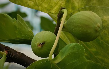 Yazın ağaçta olgunlaşan incirler