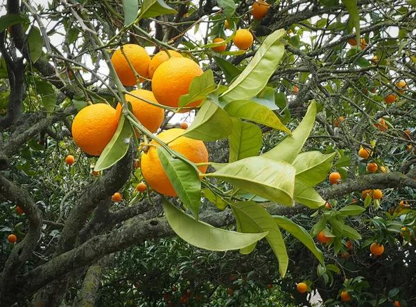 木の緑の葉を持つ枝のオレンジ — ストック写真