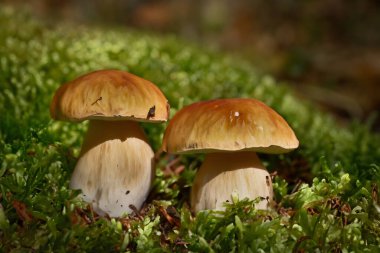 Lezzetli, yenilebilir mantar boletus edulis, penilik çörek, sepet, porcini yosunların arasında güzel bir ormanda..