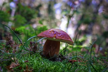 Ormanda mantar yosun kestanesi mantarı