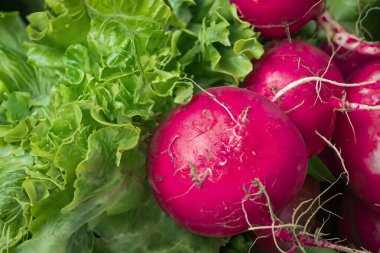 Lezzetli taze kırmızı turp. Yakın çekim.