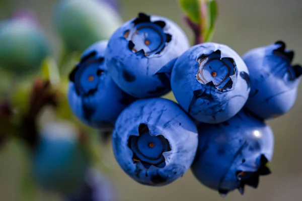 Ripe blueberries on a blueberry bush on a nature background.