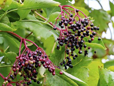 Elder - Sambucus, elderberry, umbel of elderberry - güz hasadı, sağlıklı vitaminler, bağışıklık güçlendirici, detoks, süper yiyecek, kuşlar için yiyecek