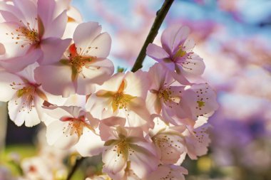 Bahar çiçekleri. Güneşli bahar gününde ağaçta güzel kiraz çiçekleri. Çiçek arka planı