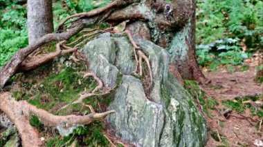 Ormandaki deforme olmuş ağaçlar kayalarla çevrili, Bavyera