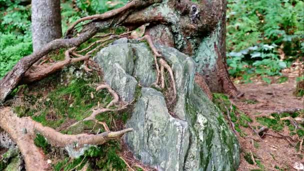 Deformed Trees Forest Surrounded Rocks Bavaria — Stock Video