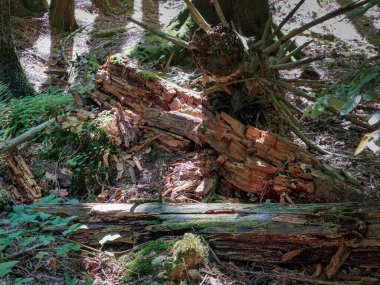 Etrafı yapraklarla çevrili çürümüş bir ağaç..