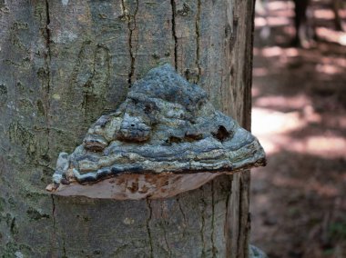 Ağaç mantarı Phellinus igniarius, ölü bir ağacın üzerinde. Bavyera Ormanı Ulusal Parkı, Almanya