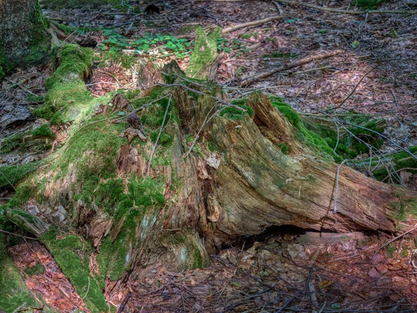 Gnijący Pień Drzewa Pokryty Mchem Otoczony Opadłymi Liśćmi — Zdjęcie stockowe