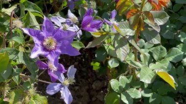 Bahçedeki güzel mor çiçekler